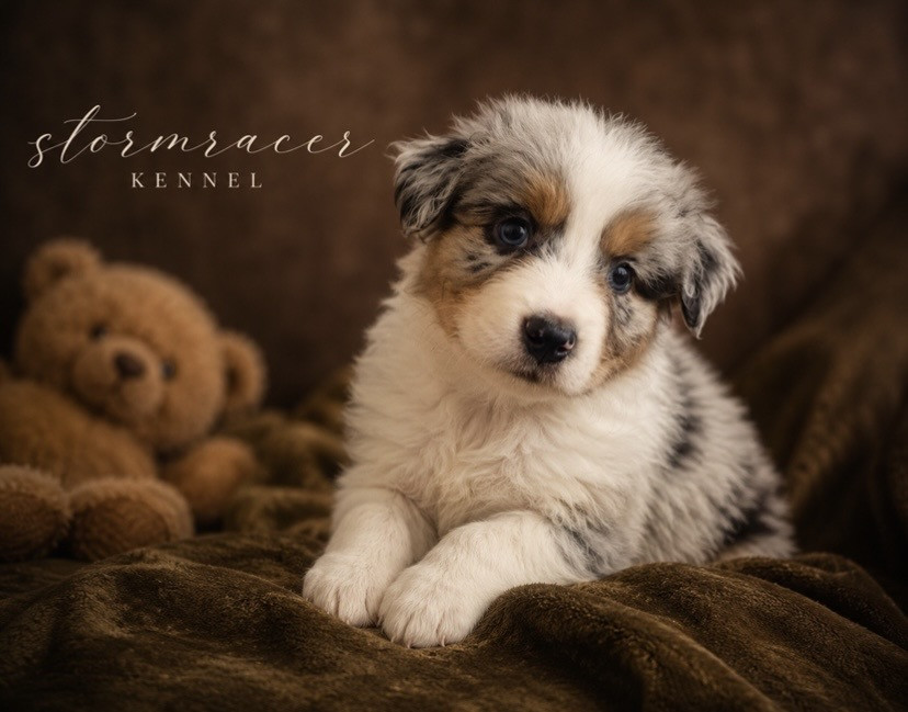 Claudine Verplanken - Chiots disponibles - Berger Australien