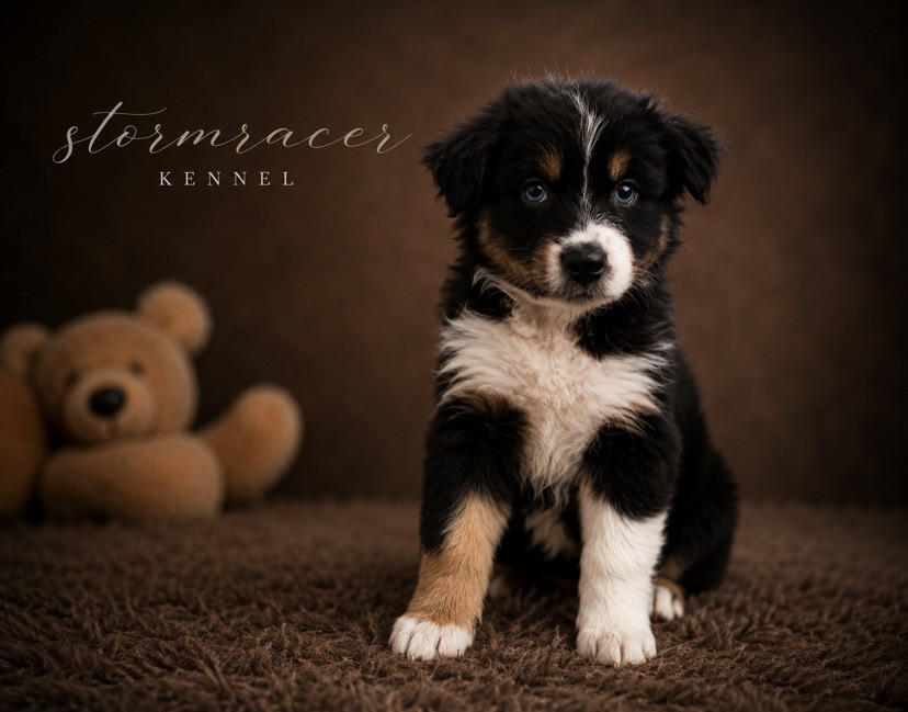Claudine Verplanken - Chiots disponibles - Berger Australien