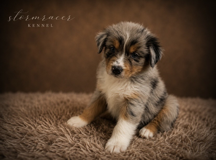Claudine Verplanken - Chiots disponibles - Berger Australien