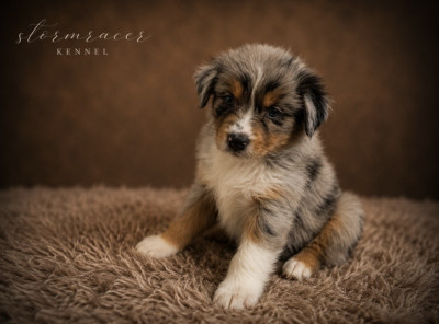 Bailey